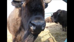 В биосферном заповеднике Ростовский