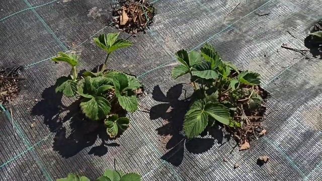 ЛУЧШАЯ ПОДКОРМКА для Клубники и Земляники ДОЛЖНА БЫТЬ У КАЖДОГО смотреть онлайн