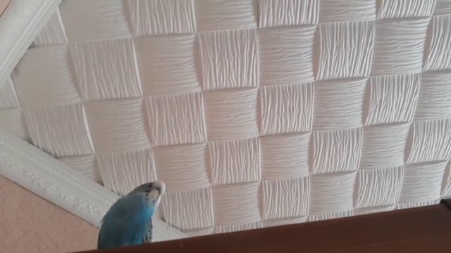 Попугайчик учится разговаривать. Кирюша птичка.