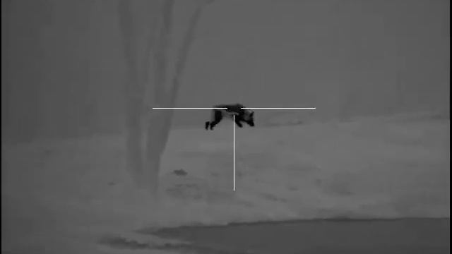 Pulsar trail XP50 thermal kill wolf смотреть онлайн