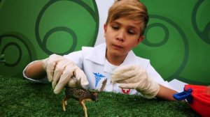 Игры для детей - Игрушки животные  - Лесные жители