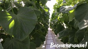 История возникновения теплиц