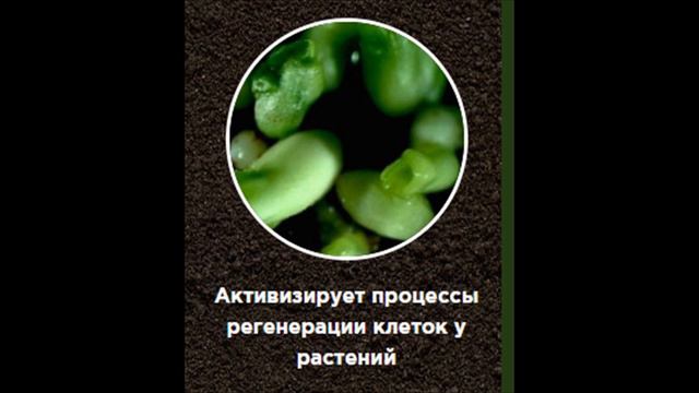 КорниМакс - корнимакс для стимуляции роста корней отзывы.