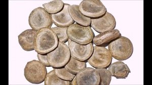 Топ 10 Самых опасных и токсичных ядов в мире