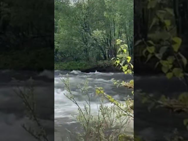 Чудесный приток верховья Катуни.                    #горныйалтай #рыбалка #водомет смотреть онлайн