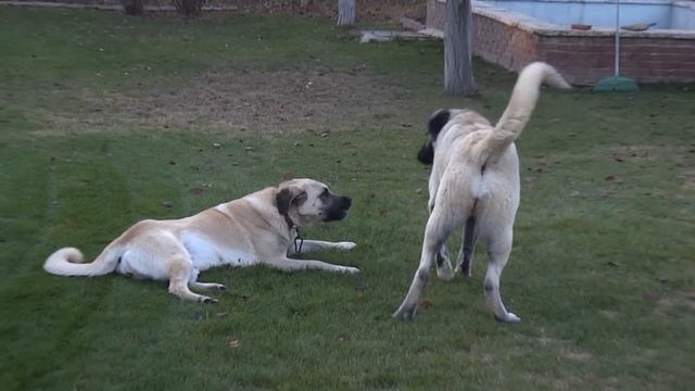 Anatolian Shepherd Dog- Karabash- Kangal смотреть онлайн