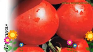 Томат Марс F1 (Томат). Краткий обзор, описание характеристик, где купить семена solánum lycopérsicu