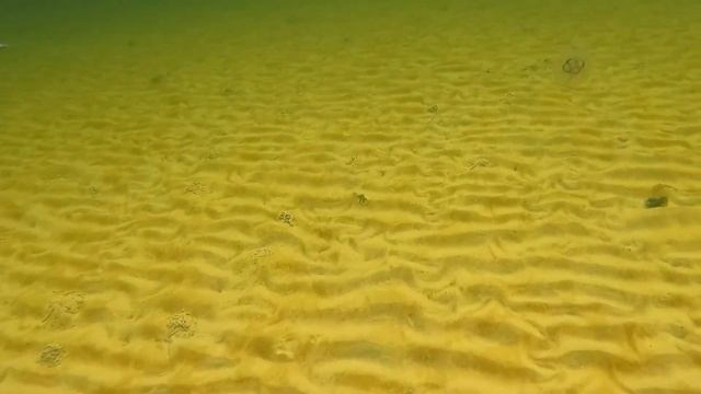 Подводный мир Кандалакшского залива Белого моря смотреть онлайн