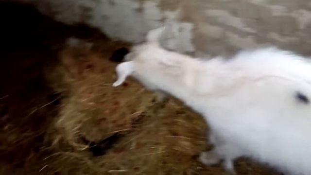 Доем Козу /сколько Коза дает молока /кормлю Свинью) смотреть онлайн