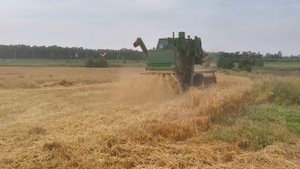 Тяжелейшая уборка полёглой пшеницы комбайном СК-5 Нива.