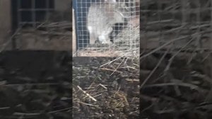 #2Как крольчиха готовится к родам?)второй окрол крольчихи