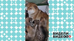 Собака Мира, которая выкормила леопардов. Видели видео? Фрагмент новогоднего выпуска от 02.01.2023