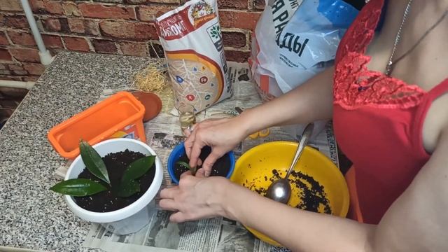 Новые цветы в доме | Посадка домашних цветов смотреть онлайн