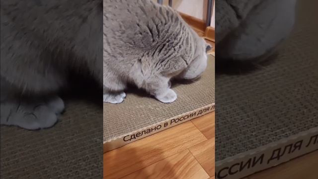 Кошка в восторге от новой когтеточки?