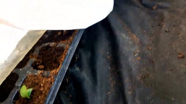 Выращивание арбузов. Первые всходы под пленкой.