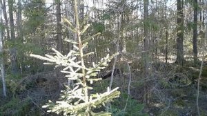 Живая изгородь - ёлочная аллея. Как посадить ель из леса.