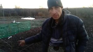 Осенняя посадка черешни.