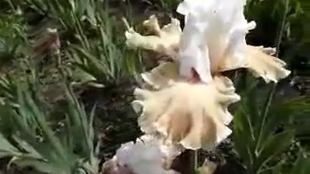 ИРИСЫ сорта для НЕЖНЫХ СЕРДЕЦ!IRIS смотреть онлайн