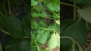 клубника сорт априка или не априка))) ?