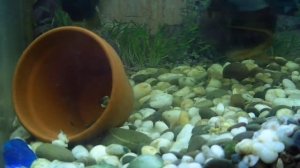 Северум сантарем с мальками