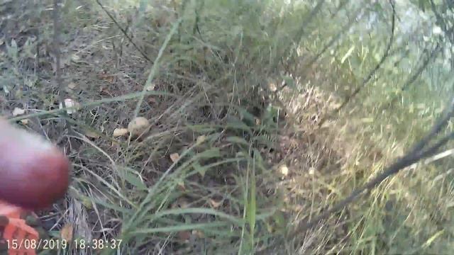 Как правильно искать и собирать грибы/Прогулка за грибами смотреть онлайн