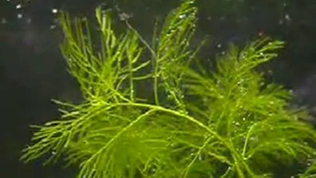 Pearling Myriophyllum Mattogrossense
