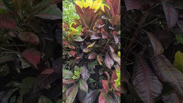 Garden Crotons - Plant Table - Codiaeum Variegatum #Codiaeum