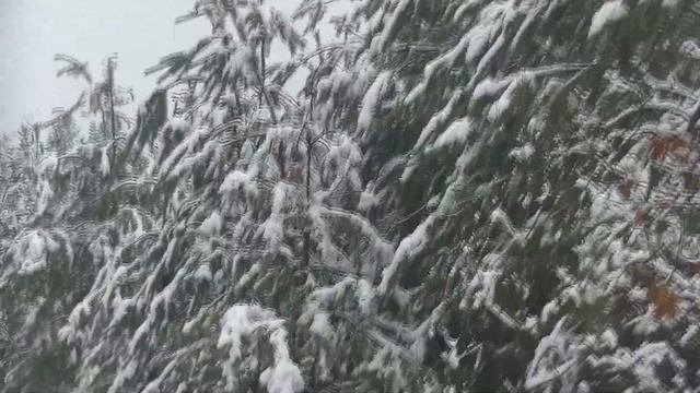 Cindyvel a havas gönyűi erdőben (JVC GZ-RX645 videókamera próba) смотреть онлайн