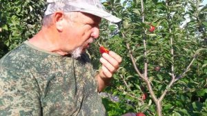 Слива Глобус описание сорта