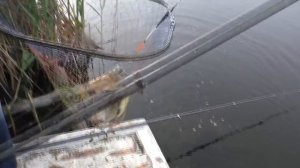 Рыбалка. Ловля большого карася на червя с укропом (Часть 1). My fishing