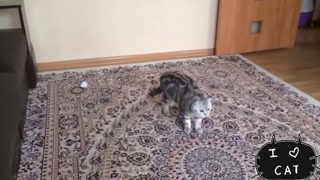 Мой шотландский кот смотреть онлайн