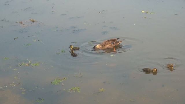 Солёная протока | Владивосток |Утки мандаринки | Белки |Июнь смотреть онлайн