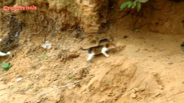 Крутая кошатина-мать спасла своих деток от питона (это такая змеюка, если кто не знал). смотреть онлайн