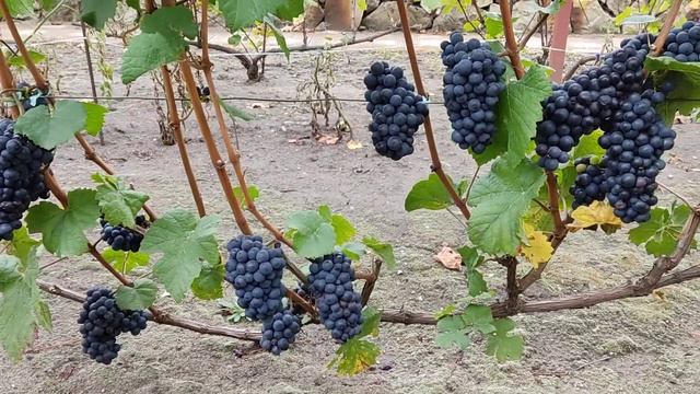 Мускат Оттонель, Пино Нуар, Грюнер Вельтлинер, Сапфира. Воронеж. 10.09.23. смотреть онлайн