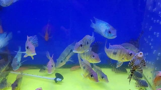 Староконный рынок Одесса. Птичий Рынок. Продажа Птицы, Аквариумные Рыбки