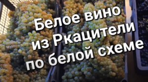 Вино светлое, из винограда Ркацители первая часть. Будущее Игристое.