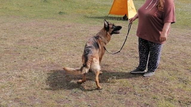 5.  выражено/перв OSTEN STERN HELGA (Liam V. Bad-Boll – Osten Stern Yaroslava) ВЫСТРЕЛ