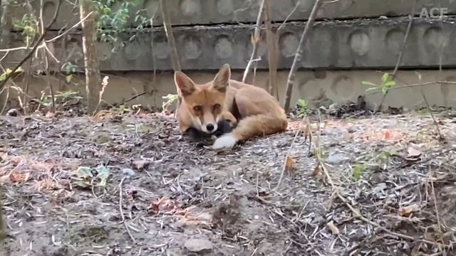 ИСПЫТАНИЕ BLACKVIEW BV9900 PRO ! смотреть онлайн