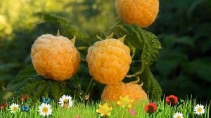 Малина желтая Утренняя роса ? Обзор: посадка и уход. крупномеры малины: описание и особенности