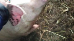 Милая свинья на забой...ПРИГОВОРИЛА ВСЕТАКИ