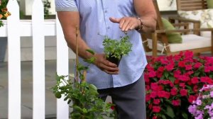 Cottage Farms Night Sky Petunia & Lantana Tree Duo on QVC