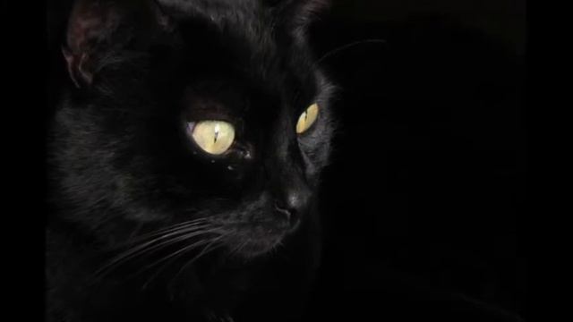 кошки  кошачье дыхание