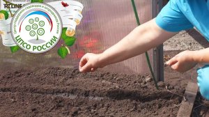 Выращивание салата в теплице осенью. Посев семян салата.