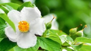 Стих красивый о любви Афанасий Фет - Сияла ночь, Луной был полон сад