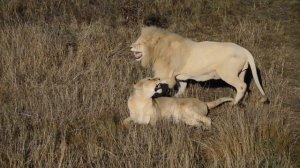 Ирина Вронская: неотразимый блондин! White lion and lioness!