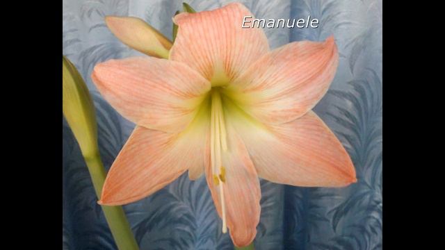 Гиппеаструм 1 смотреть онлайн