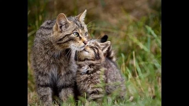 ПЕСЕНКА если дома скукота заведи себе КОТА