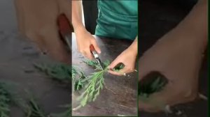 Летнее черенкование. Черенкование полуодревесневшими черенками