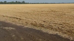 ПОДСОЛНУХ ЦВЕТЁТ МЁДА НЕТ ПЧЁЛЫ НЕ РАБОТАЮТ почему так что важно знать ЭКСКУРСИЯ ПО ПОДСОЛНУХУ ✅☝️?