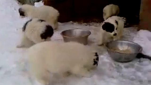 Манюньки- азиаты смотреть онлайн